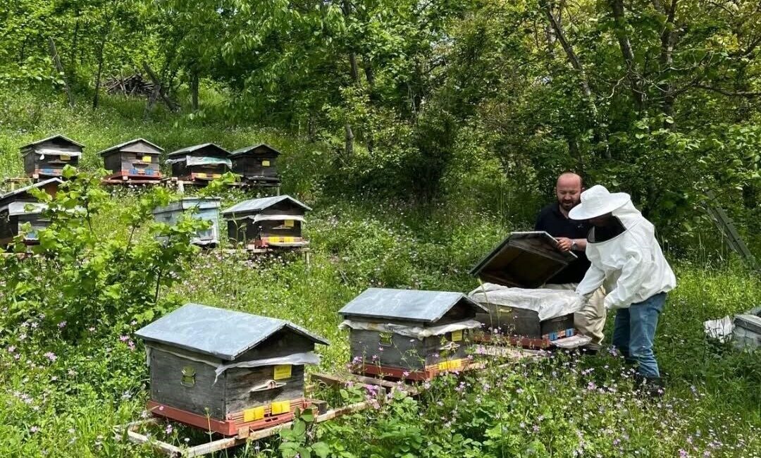 DÜZCE(İHA) – Düzce’nin Yığılca ilçesinde 58 bin adet arılı kovanda