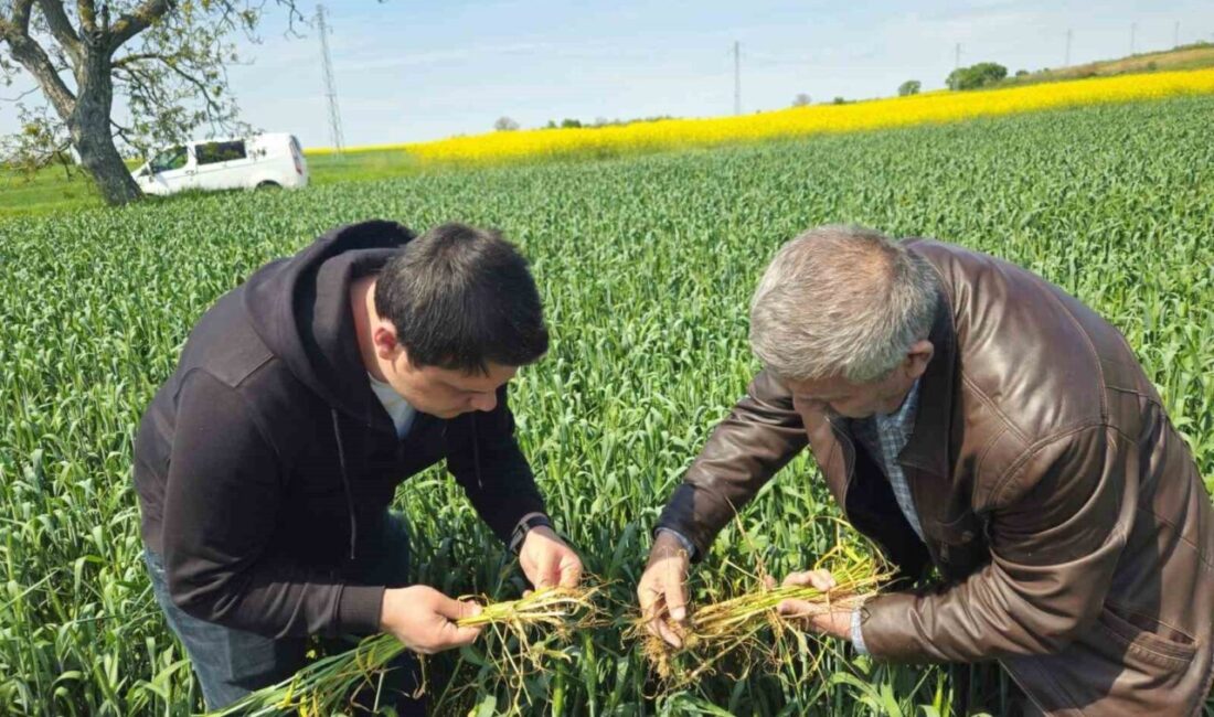 Edirne’nin Suakacağı, Yolüstü, Büyükismailçe, Sarayakpınar, Hacıumur, Musabeyli, Demirhanlı, Kemalköy, Karabulut