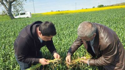 Edirne’nin Suakacağı, Yolüstü, Büyükismailçe, Sarayakpınar, Hacıumur, Musabeyli, Demirhanlı, Kemalköy, Karabulut