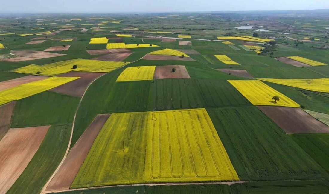 Edirne’de bahar aylarıyla birlikte çiçek açan kanola, tarlaları sarıya çevirirken