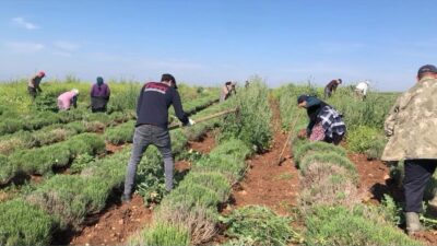 Edirne’nin Lalapaşa ilçesinde daha önce otlarla kaplı ve verimsiz durumda