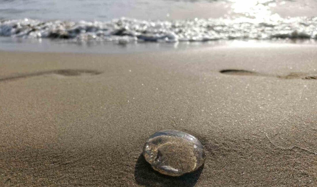 Aydın’ın Kuşadası ilçesi ile İzmir’in Selçuk ilçesi arasında kalan kıyı