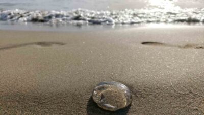 Aydın’ın Kuşadası ilçesi ile İzmir’in Selçuk ilçesi arasında kalan kıyı