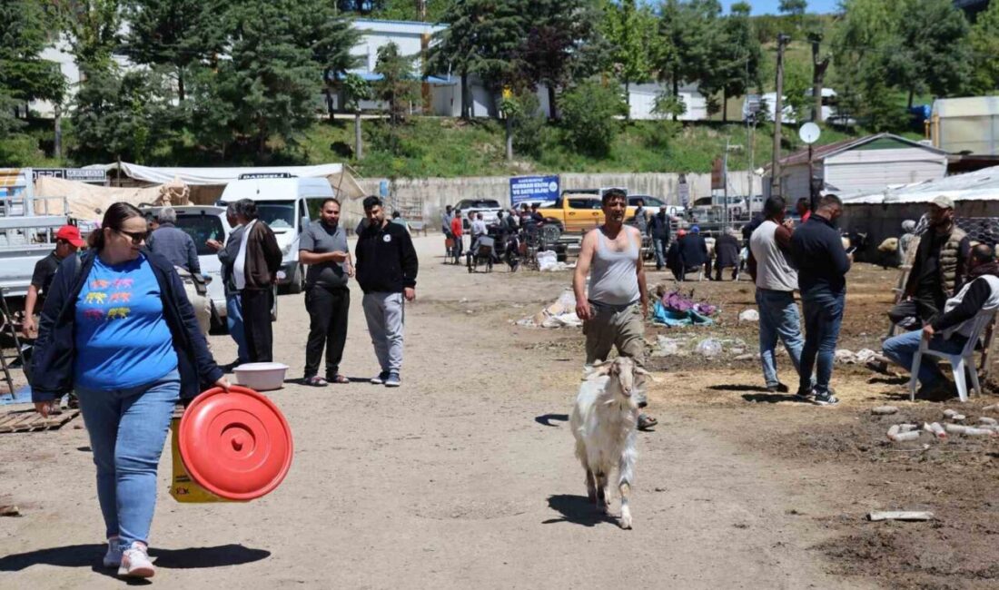 Elazığ canlı hayvan pazarında bayramın son gününde hareketlilik yaşandı. Elazığ’da