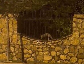 Elazığ’da yerleşim alanına inerek bir tavuğu telef eden aç tilkinin,
