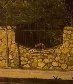 Elazığ’da yerleşim alanına inerek bir tavuğu telef eden aç tilkinin,