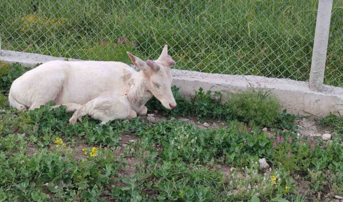 Elazığın Ağın ilçesinde daha önce bir evin bahçesinde horozla olan