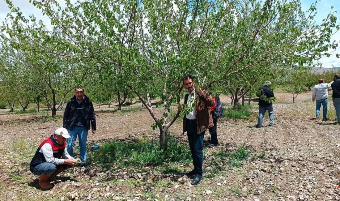 Elazığ’da etkili olan dolu yağışının ardından tarım arazilerinde hasar tespit