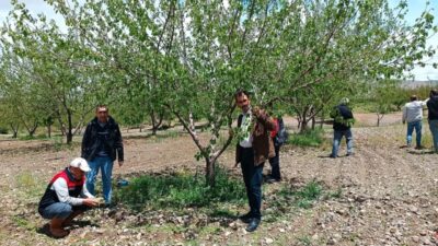 Elazığ’da etkili olan dolu yağışının ardından tarım arazilerinde hasar tespit