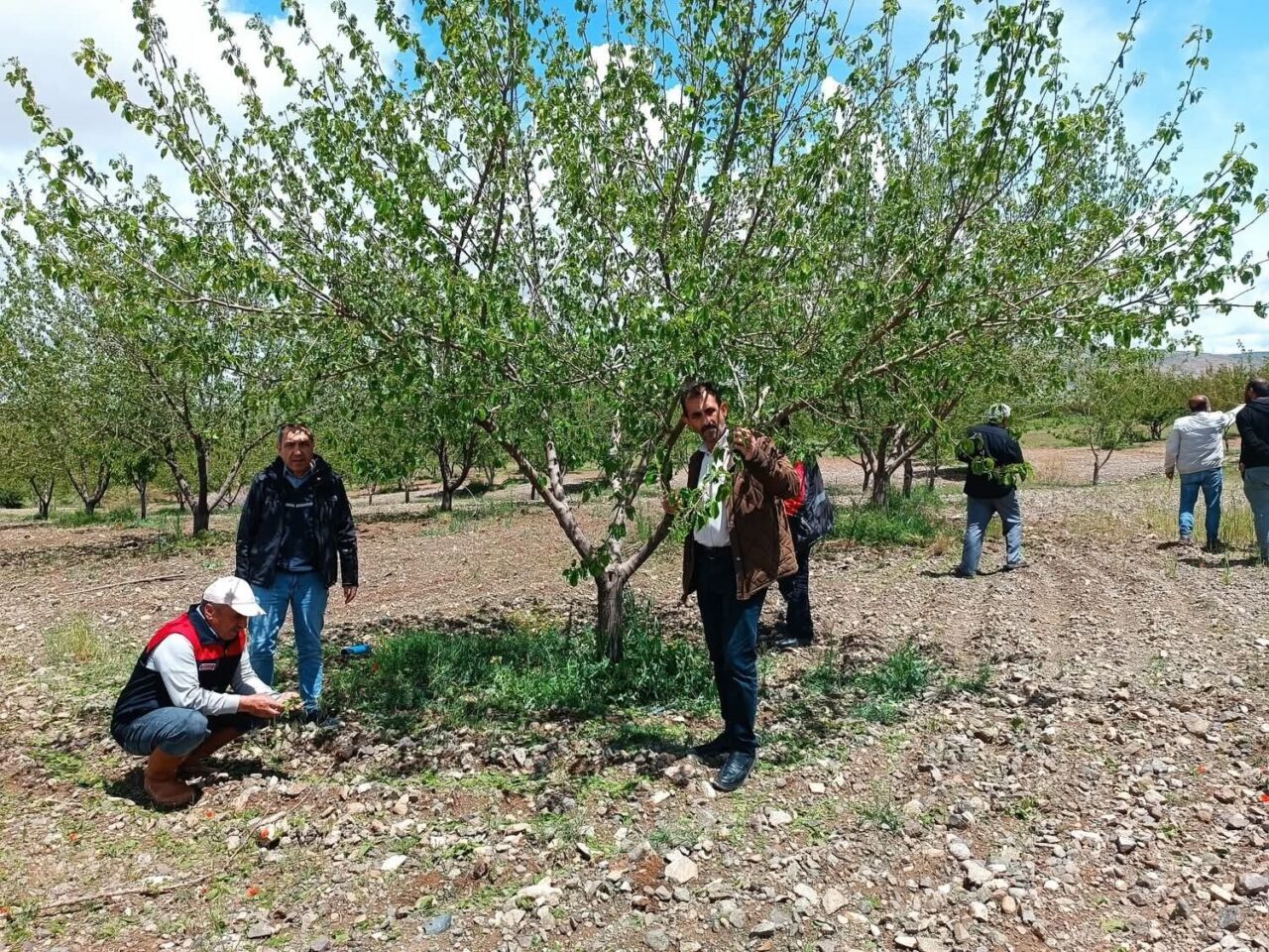 Elazığ’da etkili olan dolu yağışının ardından tarım arazilerinde hasar tespit