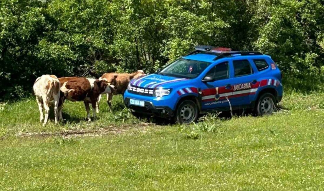 Elazığ’ın Karakoçan ilçesinde kaybolan inekler, jandarma tarafından dron ile bulunarak