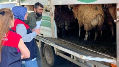 Kurban Bayramı’na sayılı günler kala artan hayvan hareketliliğine karşı ekipler