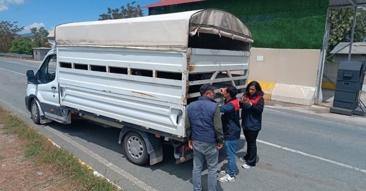 Yaklaşan Kurban Bayramı öncesi, Elazığ’da hayvan sevkiyatı sıkı denetime alındı.