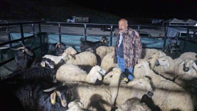 Elazığ’da Kurban Bayramı öncesi kurulan kurban pazarında besicilerin yoğun mesaisi