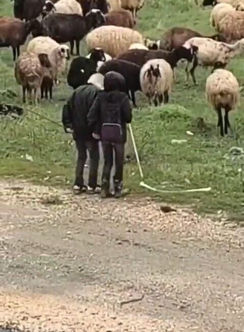 Elazığ’da mahalle arasında koyunları otlatan 2 çocuk, bir yandan türkü