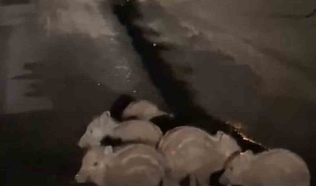 Elazığ’ın Karakoçan ilçesinde gece saatlerinde yola inen yavru domuzlar, bir