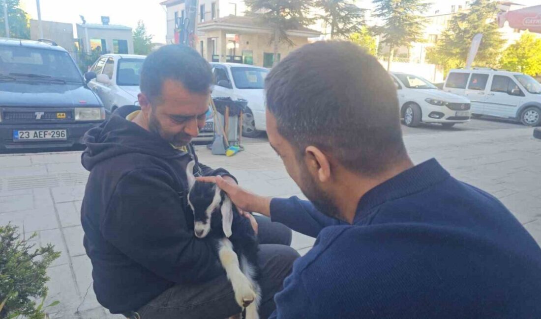 Elazığ’da bir iş yeri sahibinin beslediği ’Zeytin’ isimli oğlak mahallenin