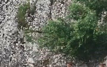 Elazığ’ın tarihi Harput Mahallesi’nde dağ keçileri beslenirken kameralara yansıdı. Nesli