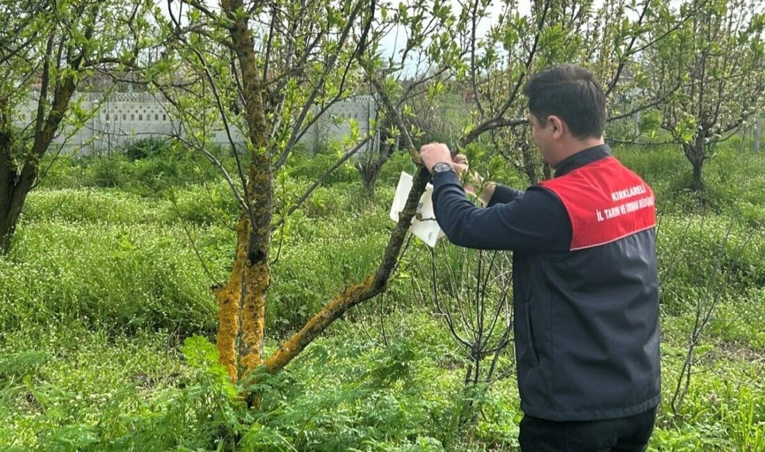 Kırklareli’nin Pehlivanköy ilçesindeki elma bahçelerinde, tarımsal üretimi tehdit eden Akdeniz