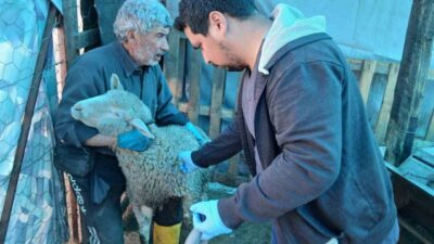 Kütahya’nın Emet ilçesinde küçükbaş hayvanlara yönelik aşılama ve kimliklendirme çalışmaları