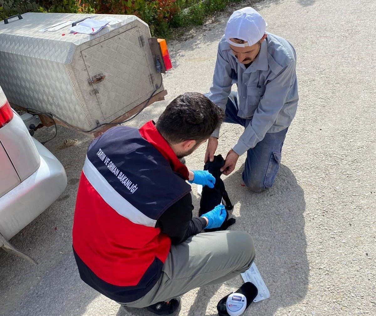 Emet İlçe Tarım ve Orman Müdürlüğü personeli tarafından sahipli kedi