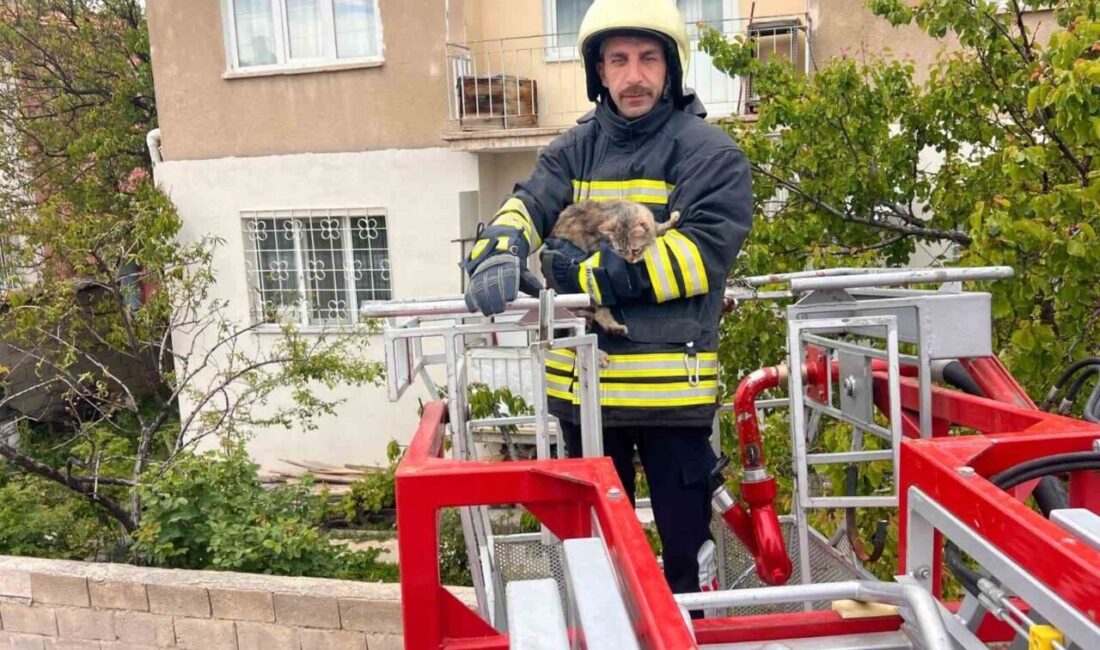 Erzincan’da bir binanın çatısında mahsur kalan kedi, itfaiye ekiplerinin çalışmasıyla