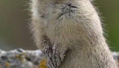 Doğa Koruma ve Milli Parklar Genel Müdürlüğü, Erzincan’da yaban hayatına