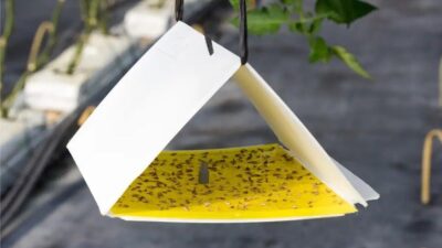 Erzincan İl Tarım ve Orman Müdürlüğü, serada domates üretimi yapan