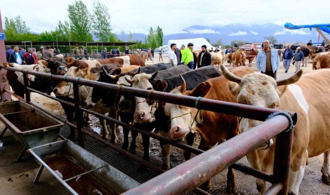 Erzincan’da Kurban Bayramı öncesi hayvan pazarında hareketlilik başladı. Büyükbaş ve