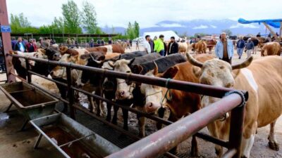 Erzincan’da Kurban Bayramı öncesi hayvan pazarında hareketlilik başladı. Büyükbaş ve