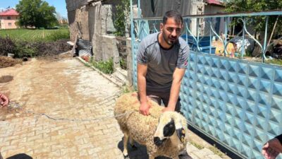 Erzincan’ın Çağlayan beldesinde kaçan kurbanlık koyun, yaklaşık 1 saat süren