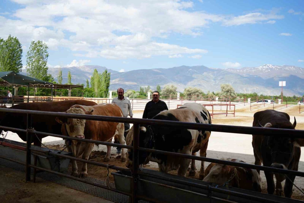 Kurban Bayramı’na sayılı günler kala Erzincan’daki hayvan pazarında satışlar başladı.
