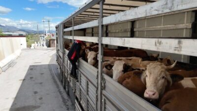 Erzincan’da Kurban Bayramı öncesinde kurbanlık hayvan sevkiyatlarına yönelik denetimler artırıldı.