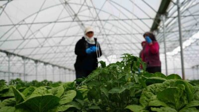 Erzincan’da seralarda yetiştirilen marullarda hasat mesaisi başladı. Merkeze bağlı Yeniköy