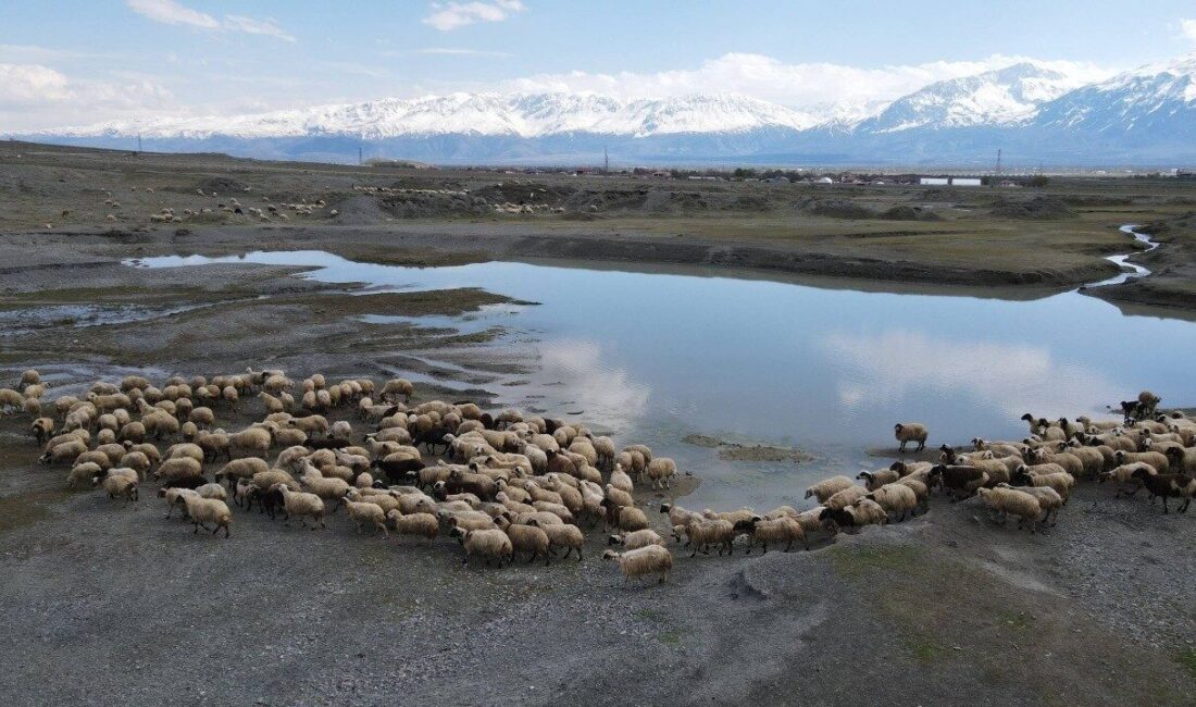 Erzincan’da baharın gelmesiyle küçükbaş hayvan yetiştiricileri sürülerini meralara çıkardı. Kış