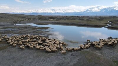 Erzincan’da baharın gelmesiyle küçükbaş hayvan yetiştiricileri sürülerini meralara çıkardı. Kış