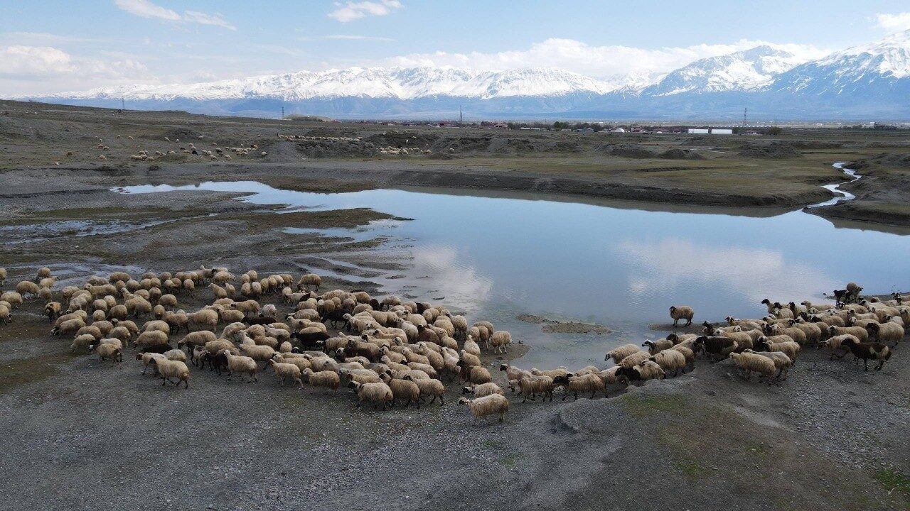 Erzincan’da baharın gelmesiyle küçükbaş hayvan yetiştiricileri sürülerini meralara çıkardı. Kış