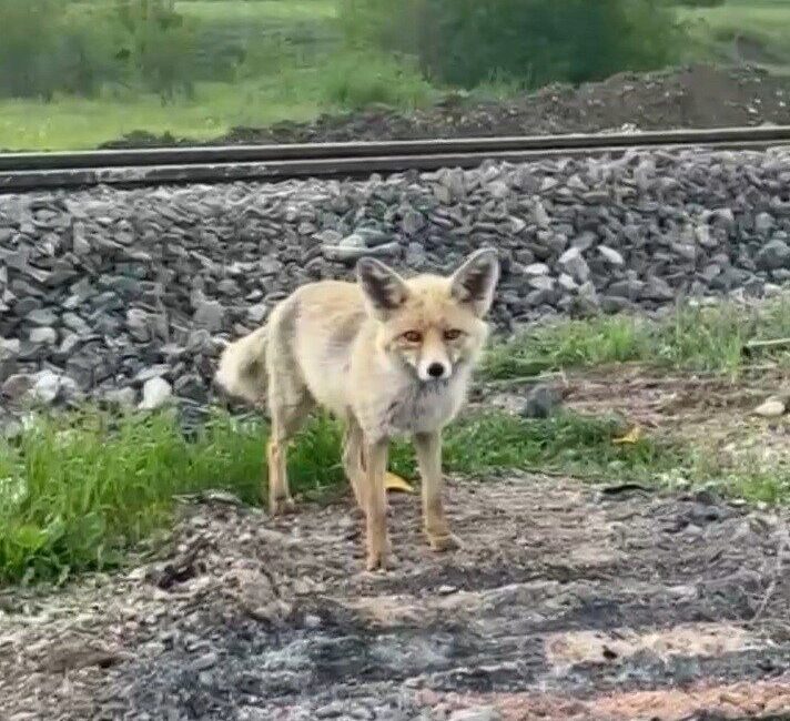 Erzincan’da mesire alanına gelen tilkinin vatandaşın verdiği cipsi yemesi cep