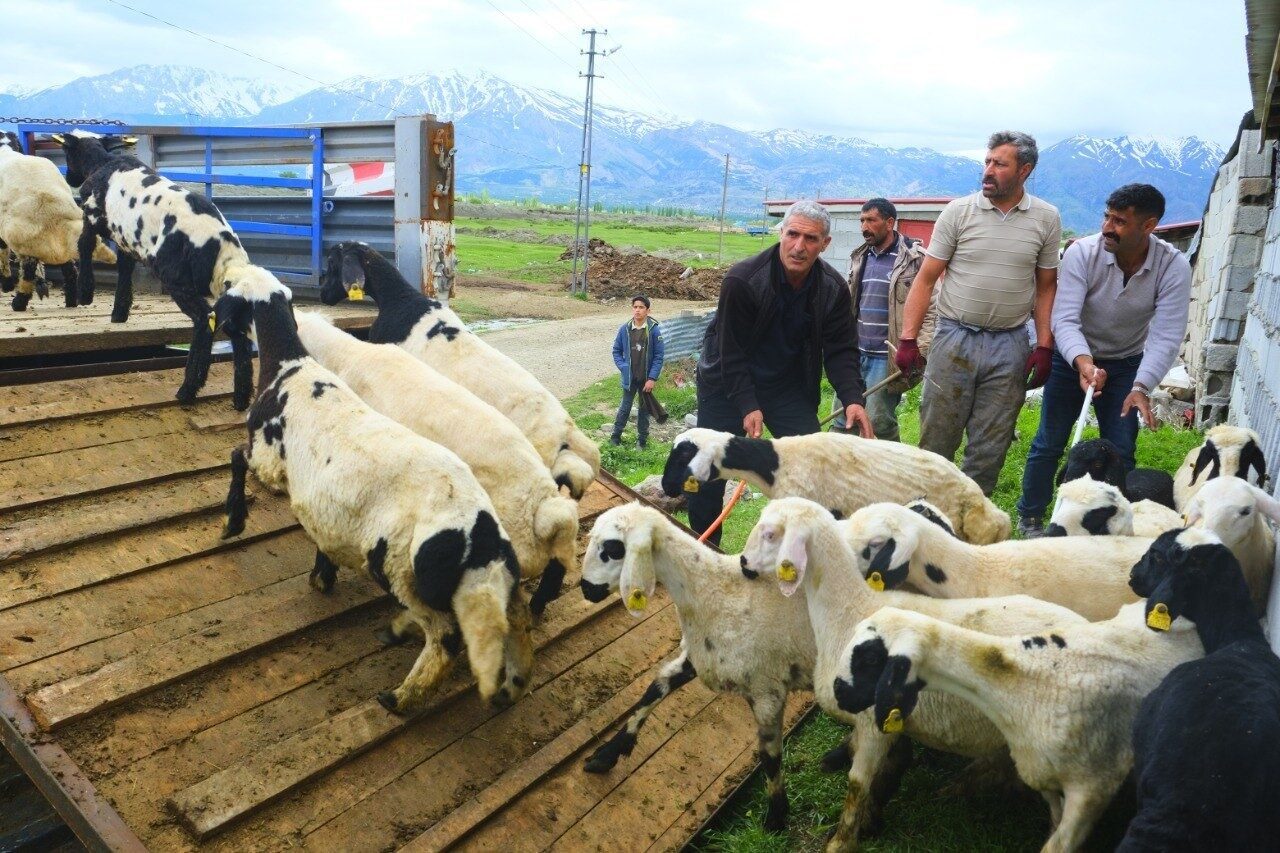 Erzincan’da tulum peyniri üreticileri, yaz sezonunda üretim yapmak üzere yüksek