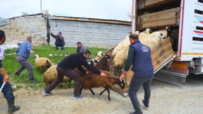 Erzincan’da havaların ısınmasıyla birlikte yayla sezonu açılırken, tulum peyniri üreticileri