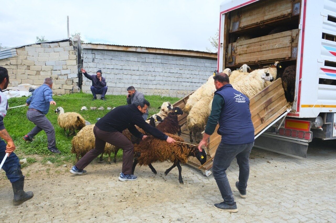Erzincan’da havaların ısınmasıyla birlikte yayla sezonu açılırken, tulum peyniri üreticileri