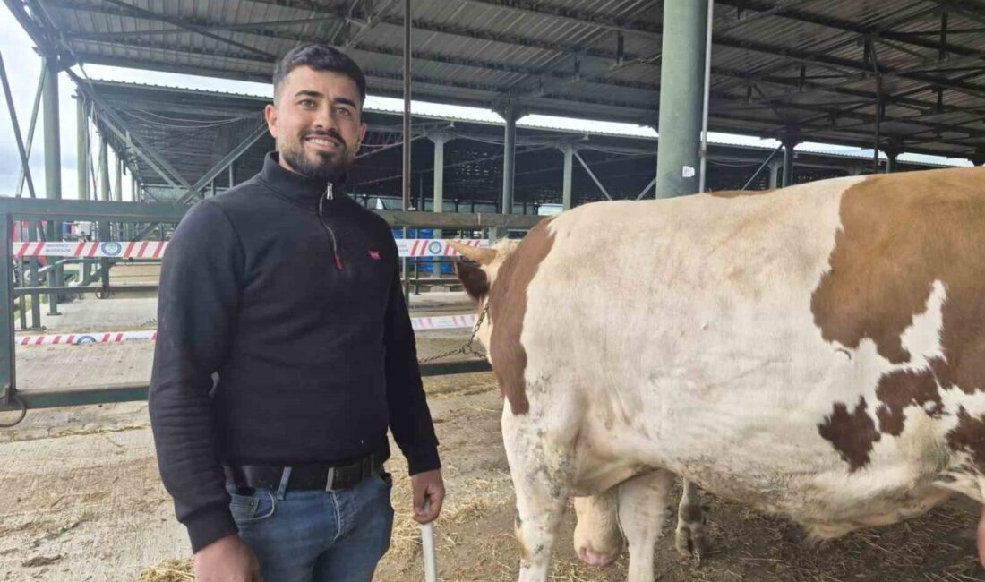 Eskişehir Hayvan Pazarı’nda Kurban Bayramı hareketliliği başlarken, pazarın “şampiyonu” olarak