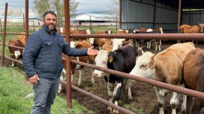 Eskişehir’de Kurban Bayramı’na az bir süre kala büyükbaş kurbanlıkların neredeyse