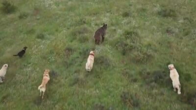Eskişehir’de küçükbaş hayvan sürüsüne saldıran ayıyı kangal köpekleri kovaladı. Olay,