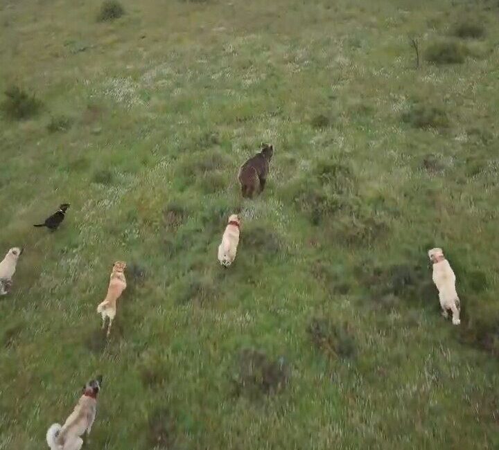 Eskişehir’de küçükbaş hayvan sürüsüne saldıran ayıyı kangal köpekleri kovaladı. Olay,