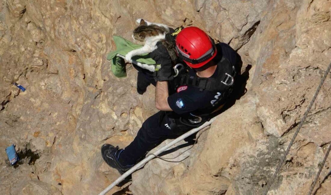 Antalya’da yaklaşık 30 metrelik falezlerde mahsur kalan kedi, itfaiye ekipleri