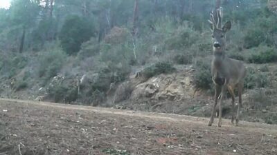 Tekirdağ’daki Ganos Dağları’nda besin arayan 2 karaca, fotokapan tarafından görüntülendi.