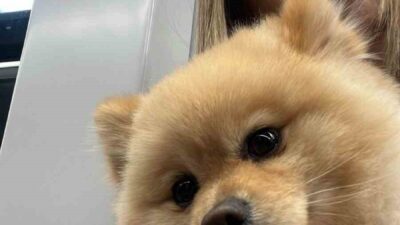 Gaziosmanpaşa’da köpeğini petshopa yıkamak için götüren Saliha Ahsen İl, köpeğinin