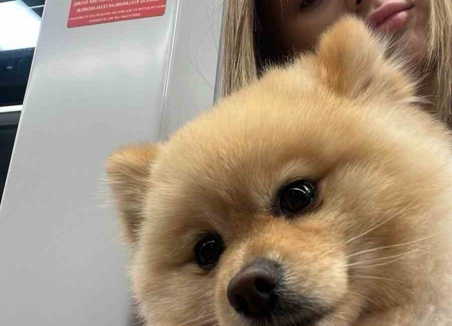Gaziosmanpaşa’da köpeğini petshopa yıkamak için götüren Saliha Ahsen İl, köpeğinin
