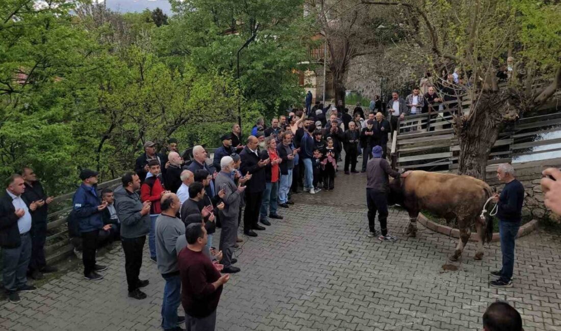 Erzincan’ın Kemaliye ilçesinde uzun yıllardır sürdürülen “Şükür Kurbanı” geleneği yeniden